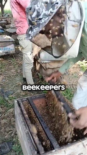 How to Spot the Queen Bee 👑 | The Blue Dot Secret 🐝 #Beekeeping #QueenBee