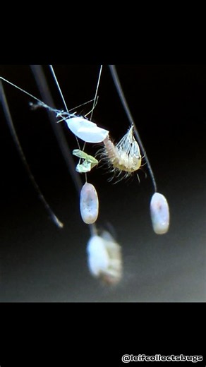 Watching Aliens Hatch! (Not AI)!