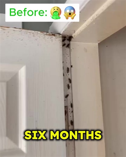 No need for a million products to protect your home from pests. This new Pest Defense Pro solution shields your home from bugs for a fraction of the cost. ✅ Eliminate & repel 9 different types of pests ⚡️ Long-lasting protection 💰 Affordable & saves you money 🧪 Professional level ingredients ⏰ Takes just minutes to apply Stop suffering with pests and protect your family today with Pest Defense Pro. | Pest Defense Pro