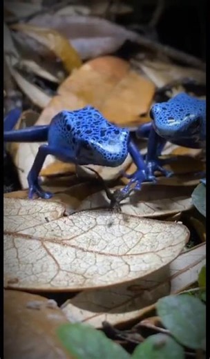 Most poisonous snail In the World #shorts #youyubeshort