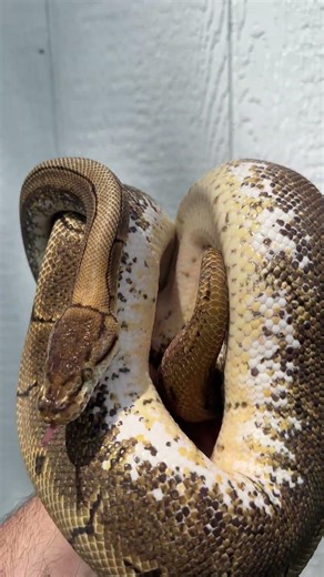 Spinner Ball Python - Look at those Eyes!