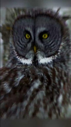 The reason owls rotate their heads up to 270°?