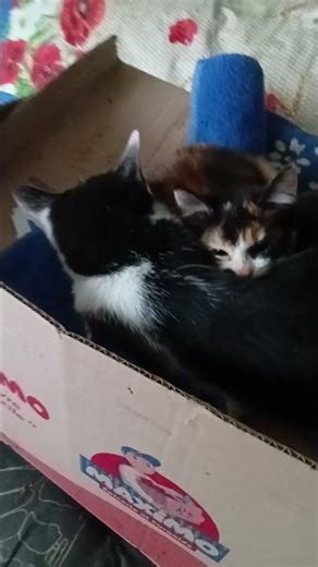 Calme et tendresse 🐱 +descriptif.