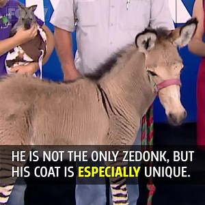 Have you ever seen a ZeDonk? It's a cross between a zebra and a donkey. The FOX 17 Morning Mix crew got a visit from one. Meet Zeke and see the full segment here: http://via.wxmi.com/D9web | FOX 17