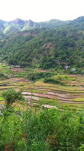 The beautiful rice terraces of Bila, Bauko. | WOW - Cordillera