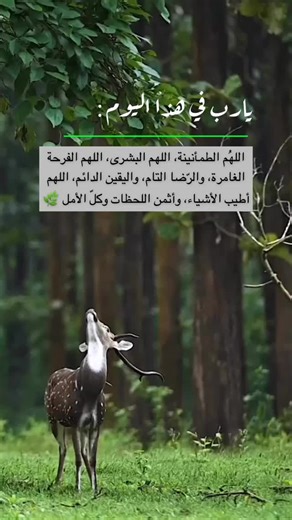 Majestic Spotted Deer in Natural Habitat