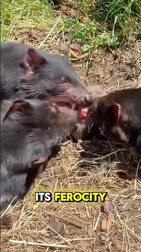 Tasmanian Devil 😈 | Consuming DEAD Flesh