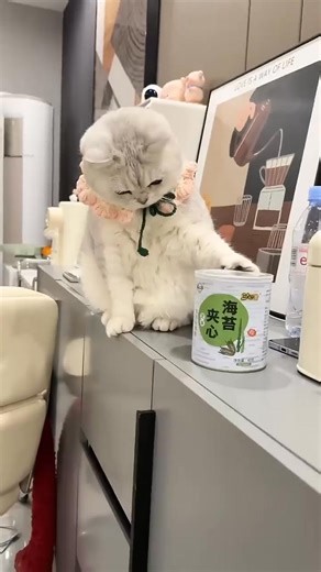 The most rebellious cat ever _cat 😻 #funnycat #cat #funnymoments #catfunny #catoftheday | Oliver Max