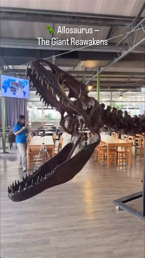 🦖 Allosaurus — The Giant Reawakens Today’s mission: assembling this life-sized Allosaurus model — a true king of the Late Jurassic. Every bone, every joint, a reminder of when predators ruled the Earth. Soon, this massive beast will rise again. 📏 Scale: 1:1 life-size replica 📅 Era: Late Jurassic (approx. 155–145 million years ago) 🦴 Species: Allosaurus fragilis ⚙️ Project: Full skeletal assembly in progress #Allosaurus #TheropodaClub #Jurassic #DinosaurReplica #MuseumDisplay #FossilArt #Pale