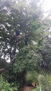 🌳 Proud Tree Fellers Caption: > 🌿 Transform your property with professionals who care! Whether it’s a dangerous tree, overgrown branches, or firewood for the season — Proud Tree Fellers gets the job done safely, fast, and affordably. 🪓 Tree Felling 🔥 Firewood Delivery 🧹 Site Clean-Up & Trimming 📞 0710459269 / 0653734260 💬 Message us today for a free quote! Proud Tree Fellers — Safe, Fast and Affordable Tree Felling 🌳 | Proud Sibanda