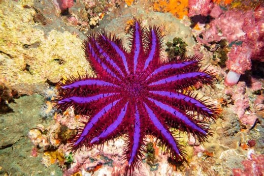 Discover The 10 Largest Starfish In The World