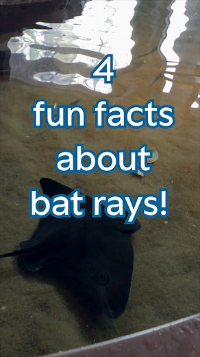 12K views · 255 reactions | We just want to put these on your ray-dar...