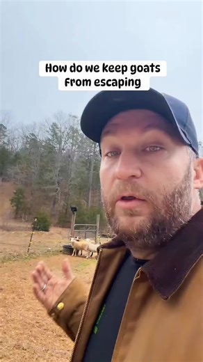 Effective Goat Keeping Tips for Sustainable Farming