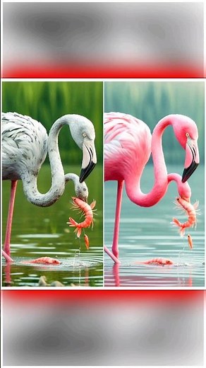 How Flamingo Body Changes Into Pink Color