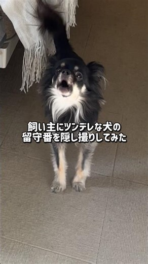 Secretly filmed a tsundere dog left alone by his owner #Chihuahua #LifeWithDogs #Shorts