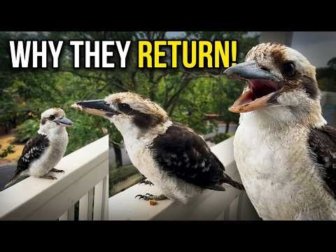 This Kookaburra's Return Proves They Remember Everything