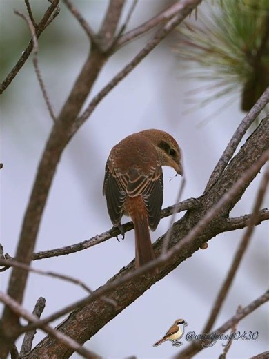 紅尾伯勞 Brown Shrike #birds #birdingparadise #wildlife #nature #4k #birdphotography #birdwatching