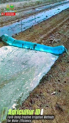 Farm Using Creative Irrigation Methods for Water Efficiency #agriculture