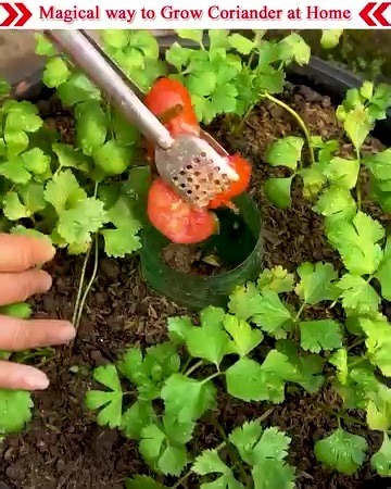 Hi everyone, today I'm going to show you Magical way to Grow Coriander at Home in Small Place. The quickest way to cultivate coriander is in a tub. growing coriander indoors very easy. ---------------- Title: Counting The Stars (Instrumental) Artist: Global Genius Link: https://www.facebook.com/sound/collection/?sound_collection_tab=sound_tracks&asset_id=1630370780825187&reference=artist_attr | Small Vegetable Garden