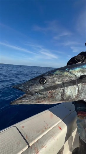At ProAnglerApp.com, we're saying "WAHOOOO!" right along with you, @namotufishing! Awesome catch! Whether it’s a monster catch or a solid day on the water, we’re here to help you fish smarter and make those moments happen. Keep sharing your success stories—your next big bite could be just around the corner! #Wahoo #MonsterCatch #ProAngler #ProAnglerApp | Pro Angler Fishing App