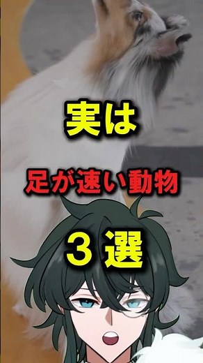 実は足が速い動物3選🐱#雑学#豆知識 #動物