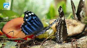 Macro lense macro video shooting 4k video  macro videography