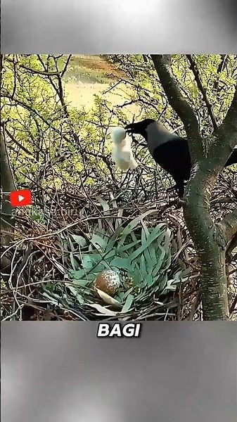 200 KM/H! The Deadly Falcon Stoop Technique #animalfacts #birds #falcon