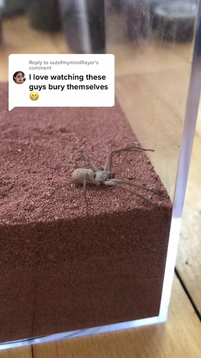 Replying to @outofmymindflayer did you that theyre thought to be the oldest living true spiders! #sicariusthomisoides #sixeyedsandspider #spidertok #entomology #bugtok