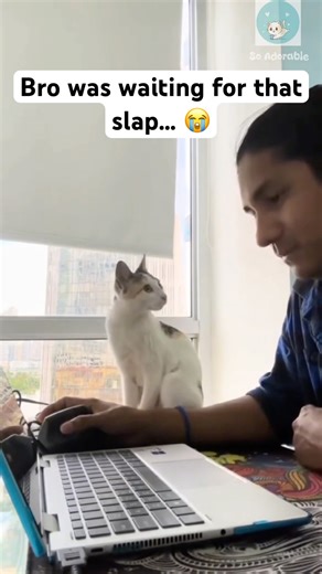 The cat kisses him instead 🥰 #shorts #cat #catlovers