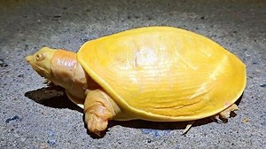 Rare yellow turtle found by farmer