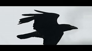 BLACKBIRDS Lyrics - LINKIN PARK | eLyrics.net