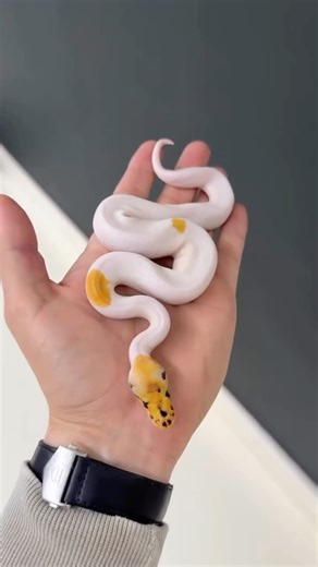 @jkobylka shows off a stunning super orange dream yellowbelly special clown piebald ball python! 🤍💛🔥 TRR is made possible by @redlineshipping #ballpython #pythonregius #royalpython #ballpythonmorph #python #snake #reptile #reptilepets #reptilefanatics #reptilekeeper #herpetology #herpetoculture #thereptilereport #thereptilereportofficial | The Reptile Report