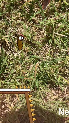 Poop jump | dog jumping