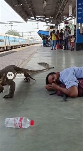 Monitor Lizard Walks Calmly in Indian Train Station – Man Shocked!