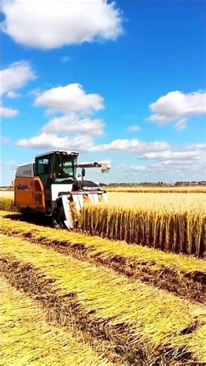 iseki paddy harvest machine 🌾 #shorts #iseki #combineharvester