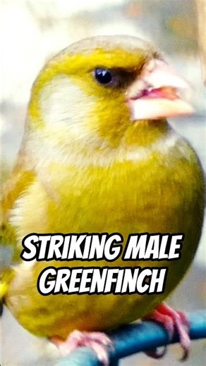 Striking Male Greenfinch #birds #shorts