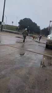 🚨🤠The Lacy Lakeview PD is responding near Loop 340 near the old K-Mart building this morning for reports of a bull in the area. 📸: LillieMae Watts | KWTX News 10