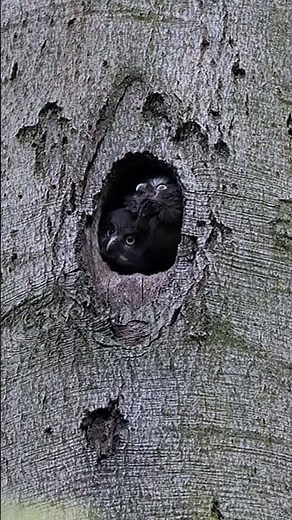 The boreal owl (Aegolius funereus) or Tengmalm's owl. #birds #nature #wildlife