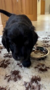 Christmas dinner: delightful for you, dangerous for your dog. Every year, vets deal with a surge of emergencies during the festive period 🐾 Here’s how to keep your pup safe and spoiled this festive season: ✨ Safe, tasty Christmas treats for dogs: • Plain turkey or chicken (no bones, skin, or seasoning) • Steamed veggies like carrots, peas green beans • Plain potato or sweet potato (no butter or cream) Try a DIY dog feast: 🐾 Stuff it into a food-dispensing toy and freeze 🐾 Spread on a lick mat