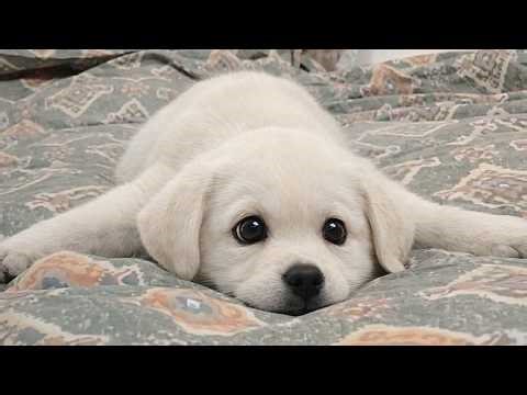 Funniest Animals 2026 😂 Best Funny Cats and Dogs 😻🐶 Part 8 | Cute Baby Dogs