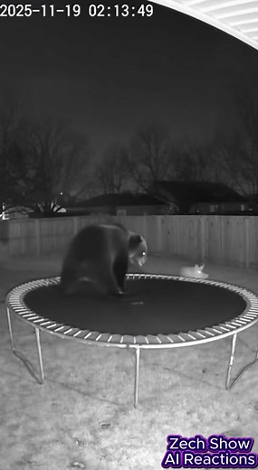 3.5K views · 37 reactions | bear invades backyard trampoline time | Zech Show | Facebook