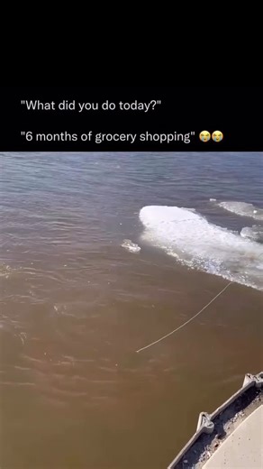 Repostspmo on Instagram: "🎣 The Art of Net Fishing Fishing with nets is one of humanity’s oldest and most effective methods for harvesting the sea. Depending on the waters and the species, fishermen use gillnets to catch fish by the gills, trawl nets to sweep through open water, or seine nets to encircle entire schools. Once cast, the woven mesh traps, entangles, or scoops the catch, making it a technique that has sustained both commercial fleets and subsistence communities for centuries. Simpl