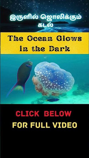 The Ocean Lights Up in Total Darkness | Deep-Sea Bioluminescence Explained