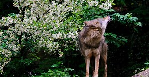 PexelsでのNicky Peによる動画