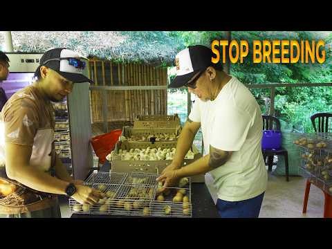 Cebu Farm Tour: 200 Dominant CZ D102 Breeders + 500 Chicks Harvested! Part 2