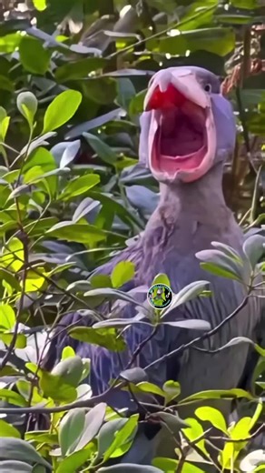 The Prehistoric Call of the Shoebill Bird