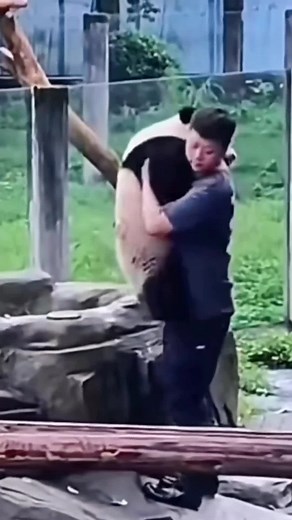 Panda hug. You Want One?#panda #pandasoftiktok #cutepandavideos #pets #animals #funny #china #cute
