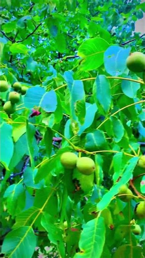 Beautiful Walnut Tree in Nature | Peaceful View