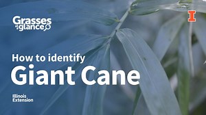 How to Identify Giant Cane