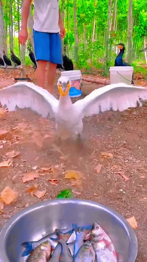 Cormorant Feeding on Colorful Fish in Nature